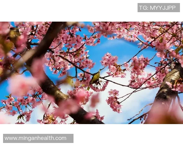 鸟夕砂岩与大阪樱花的精彩对决谁能笑到最后 鸟夕砂岩与大阪樱花的精彩对决谁能笑到最后